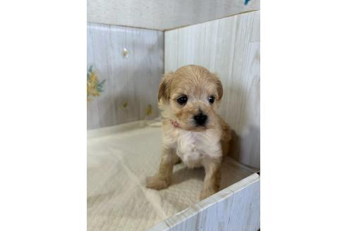 販売中の群馬県のマルプー:マルチーズ×トイプードル-388464の6枚目